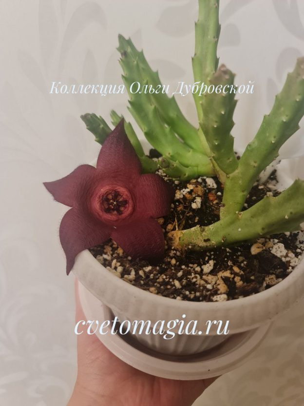 Stapelia incomparabils