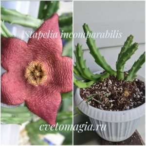 Stapelia incomparabils