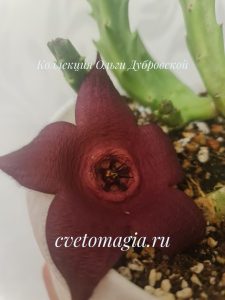 Stapelia incomparabils