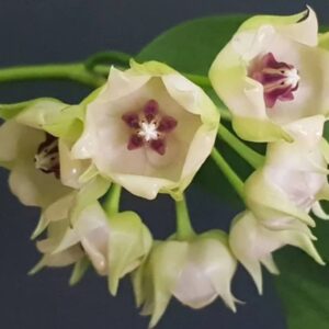 Hoya surisana (хойя сурисанна)