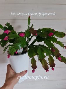 Thor Wild Cactus Red