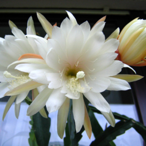 Epiphyllum White Splendor