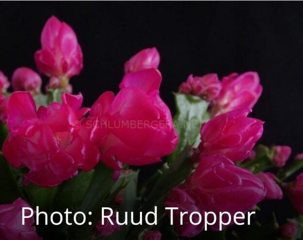 Шлюмбергера Thor wild red