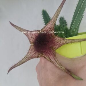 Staparesia (гибрид Tavaresia barklyi и Stapelia)