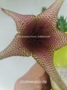 Staparesia. Великолепный гибрид Tavaresia barklyi и Stapelia 