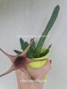 Staparesia. Великолепный гибрид Tavaresia barklyi и Stapelia под кодовым именем Staparesia.