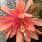 Epiphyllum Carnival (эпифиллум карнавал терракотовый)