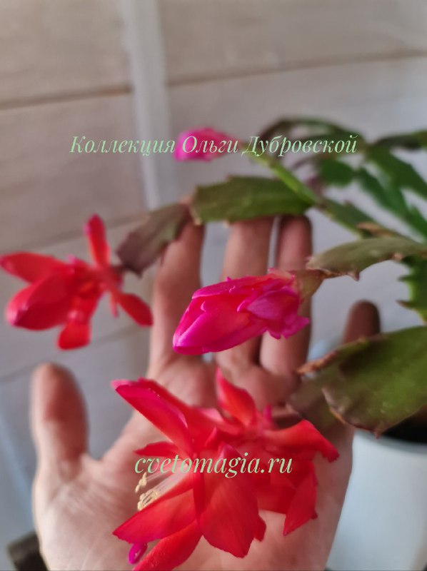 Шлюмбергера Konpeitou