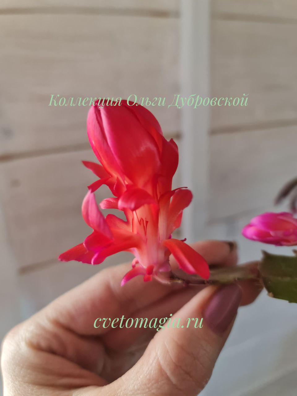 Шлюмбергера Konpeitou