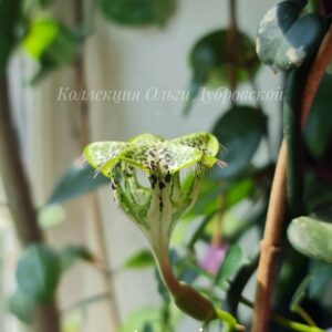 Ceropegia Sandersonii