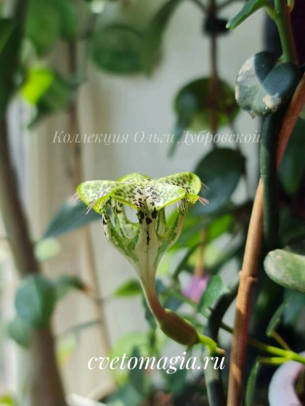 Ceropegia Sandersonii