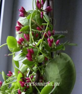Dischidia pectinoides variegata Pillow Fight