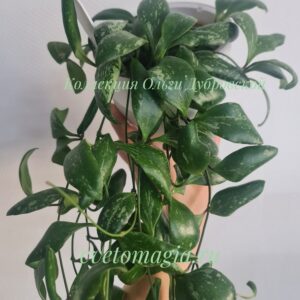 Hoya Brevialata splach
