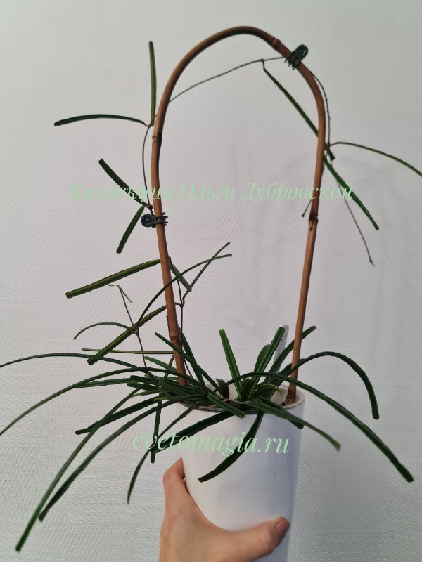 Hoya Insularis (хой инсулярис) — изображение 5