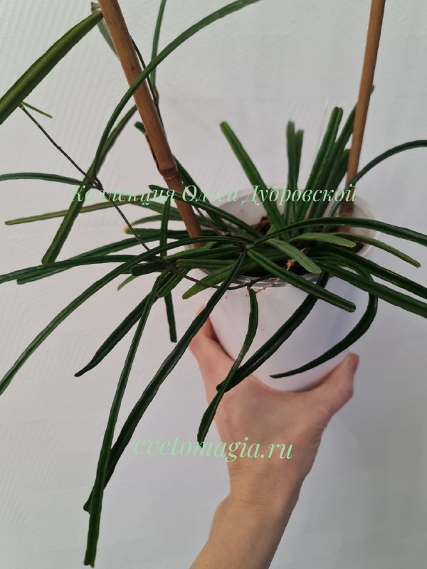 Hoya Insularis