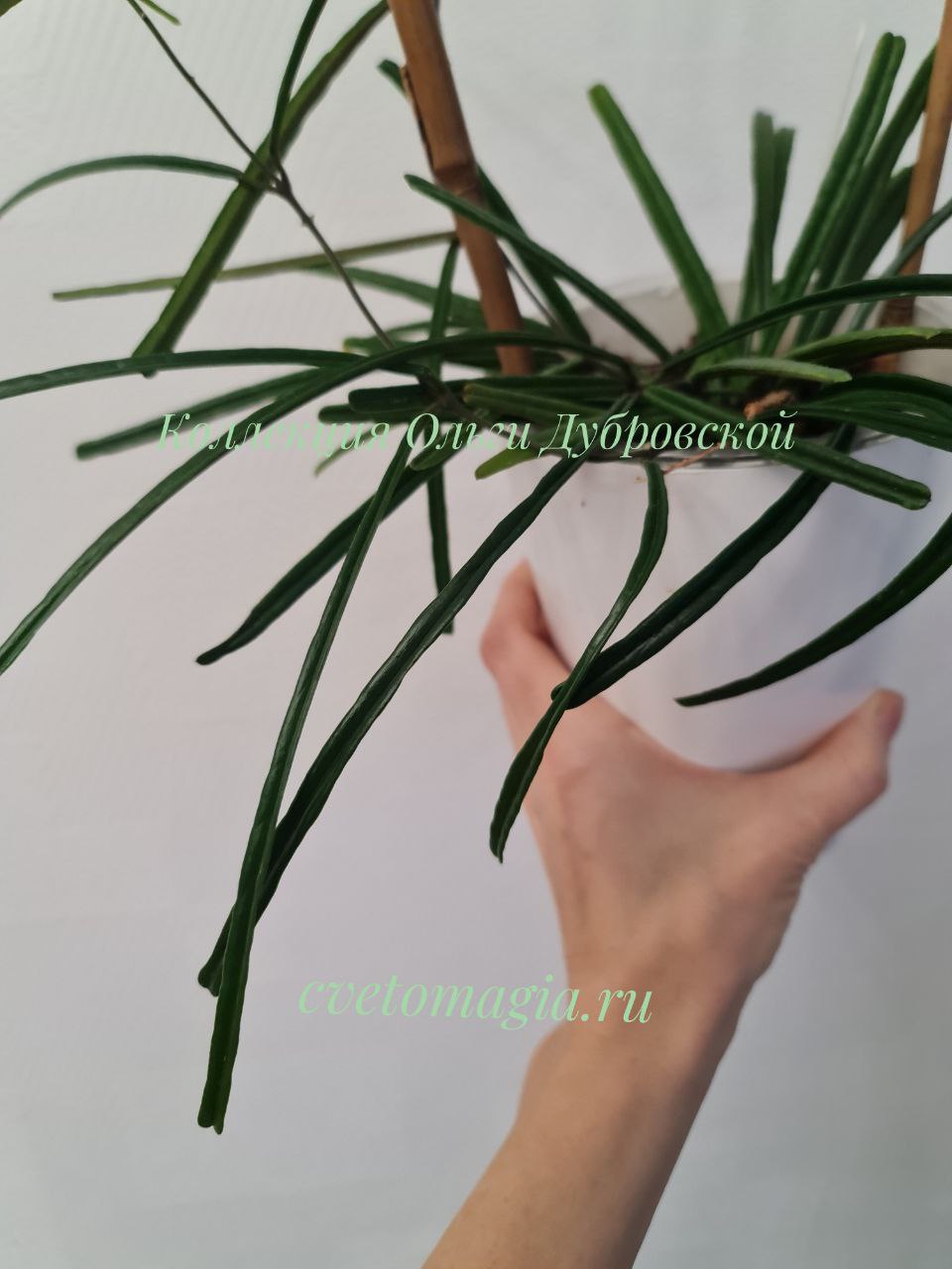 Hoya Insularis