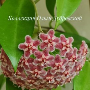 Hoya Pubicalyx Pink Dragon