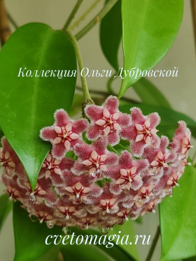 Hoya Pubicalyx Pink Dragon