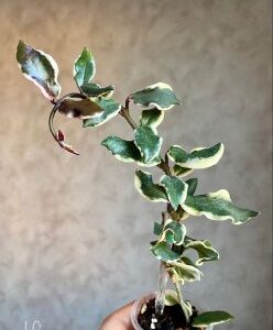 Hoya carnosa cv. Holliana