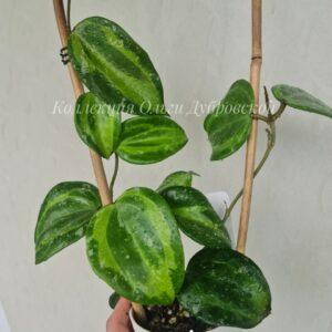 Hoya latifolia variegata Bai bua (хойя латифолия бай буа)