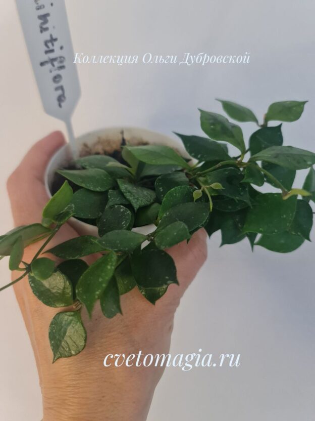 Hoya minutiflora