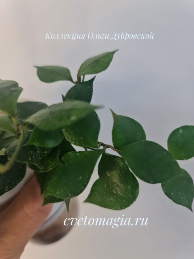 Hoya minutiflora