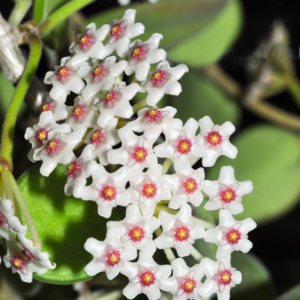 Hoya nummularioides