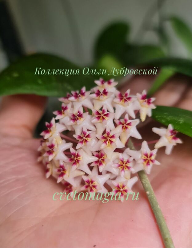 Hoya sp Hat Som Paen