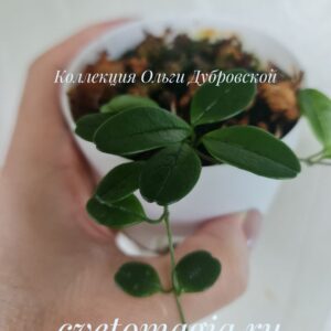 Hoya uniflora