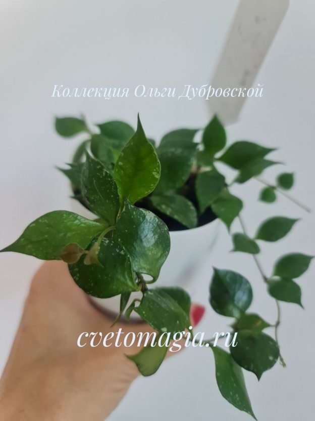 Hoya minutiflora