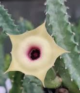 Huernia Monthong (hybrid)