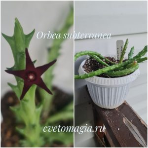 Orbea subterranea