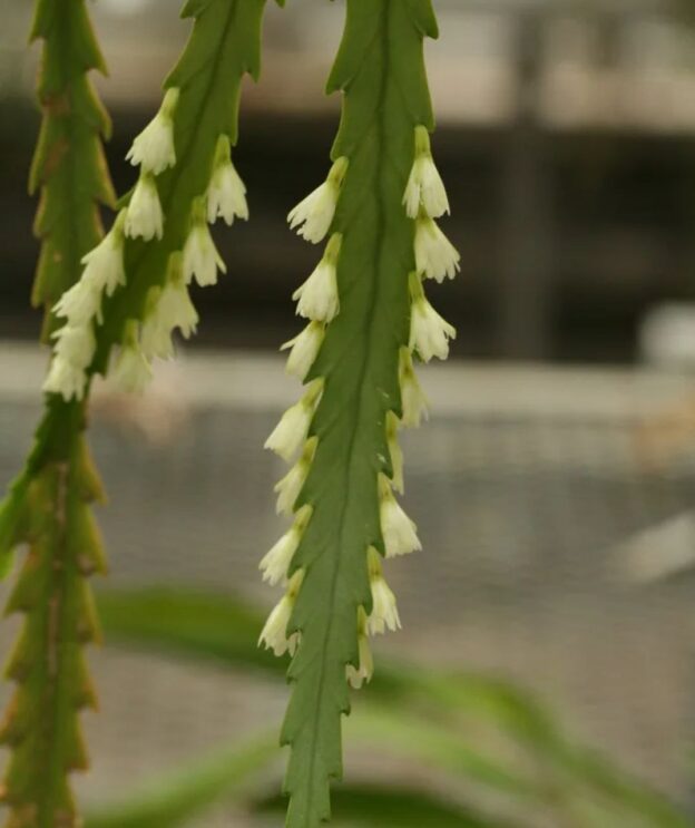 Rhipsalis houlletianum (рипсалис холетианум)