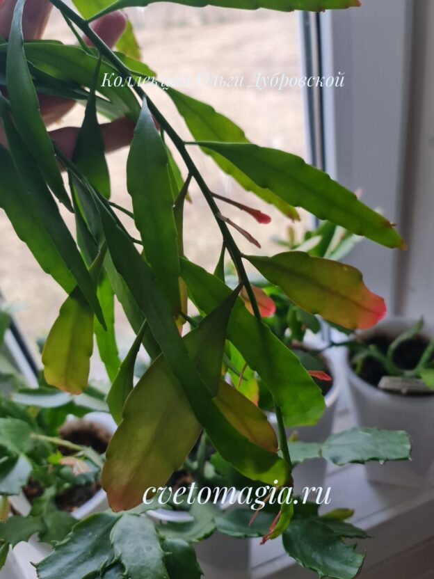 Rhipsalis ramulosa