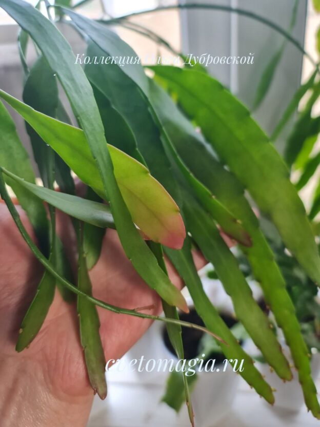 Rhipsalis ramulosa (рипсалис рамулоза) — изображение 4