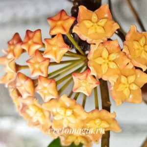 Hoya EPS 870 yellow flowers (хойя 870)