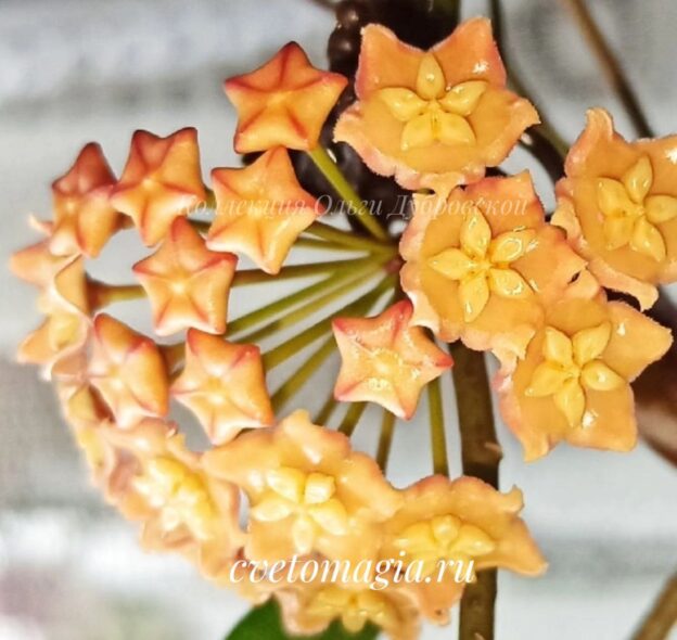 Hoya EPS 870 yellow flowers (хойя 870)