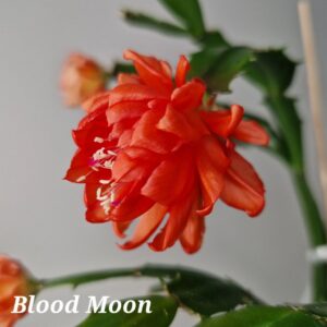 Шлюмбергера Blood Moon (AN050) (декабрист блуд мун)