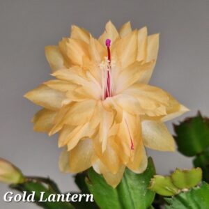 Шлюмбергера Gold Lantern AN017