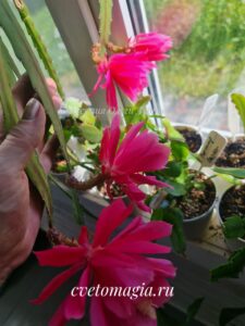 Epiphyllum цветет почти все лето