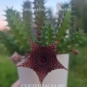 Huernia Firework