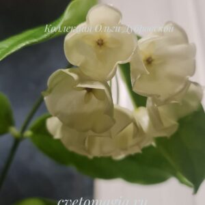 Hoya campanulata