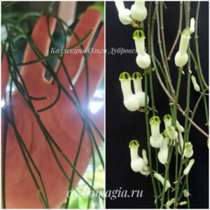 Ceropegia ampliata цветение