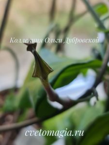 Ceropegia arenaria