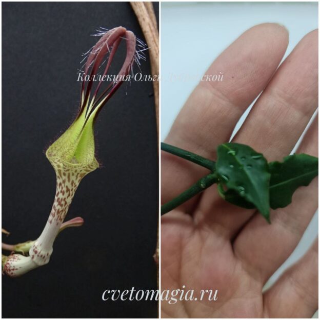 Ceropegia arenaria (церопегия аринария)