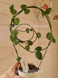 ceropegia radicans 