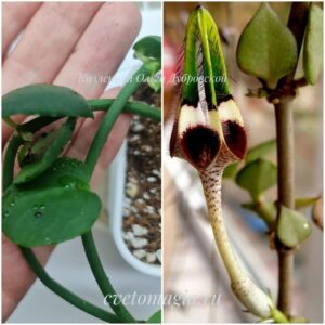 Ceropegia radicans (церопегия радиканс)