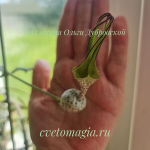 Ceropegia robynsiana