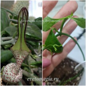 Ceropegia robynsiana (церопегия робинсиана)