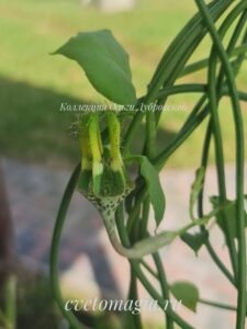 ceropegia smidtii